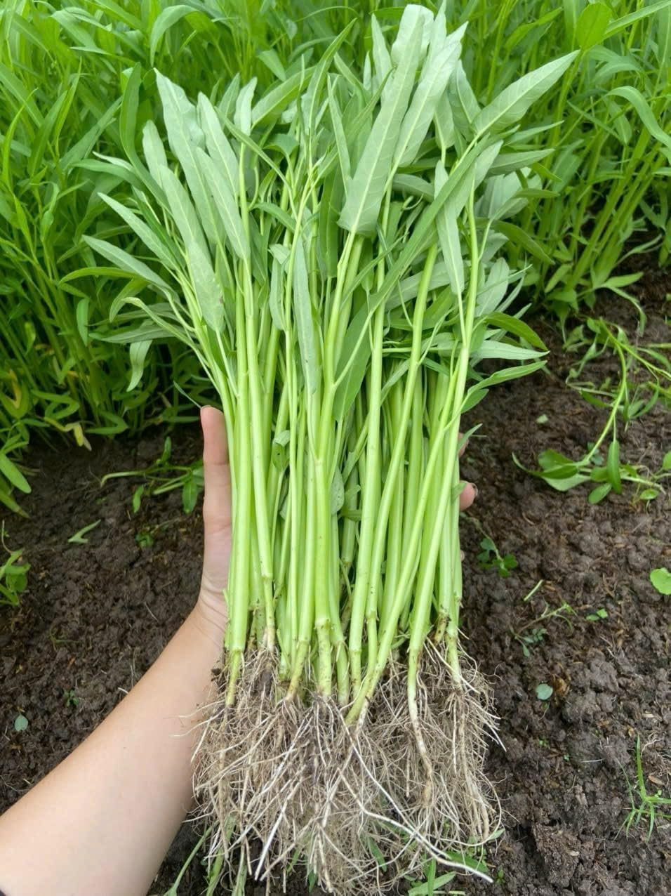 1000+ Organic Water Spinach Seeds – Kangkong, Ong Choy, Rau Muong – , Non-Gmo, U