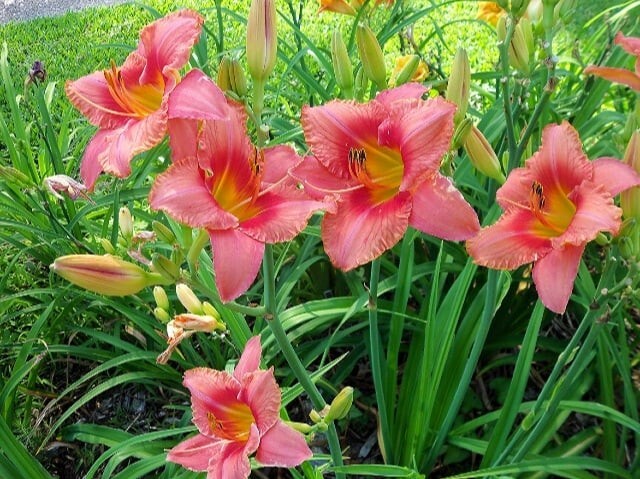 RED RUFFLES 1 Daylily Perennial Bulb Bare Root Plant – REBLOOMING HEMEROCALLIS