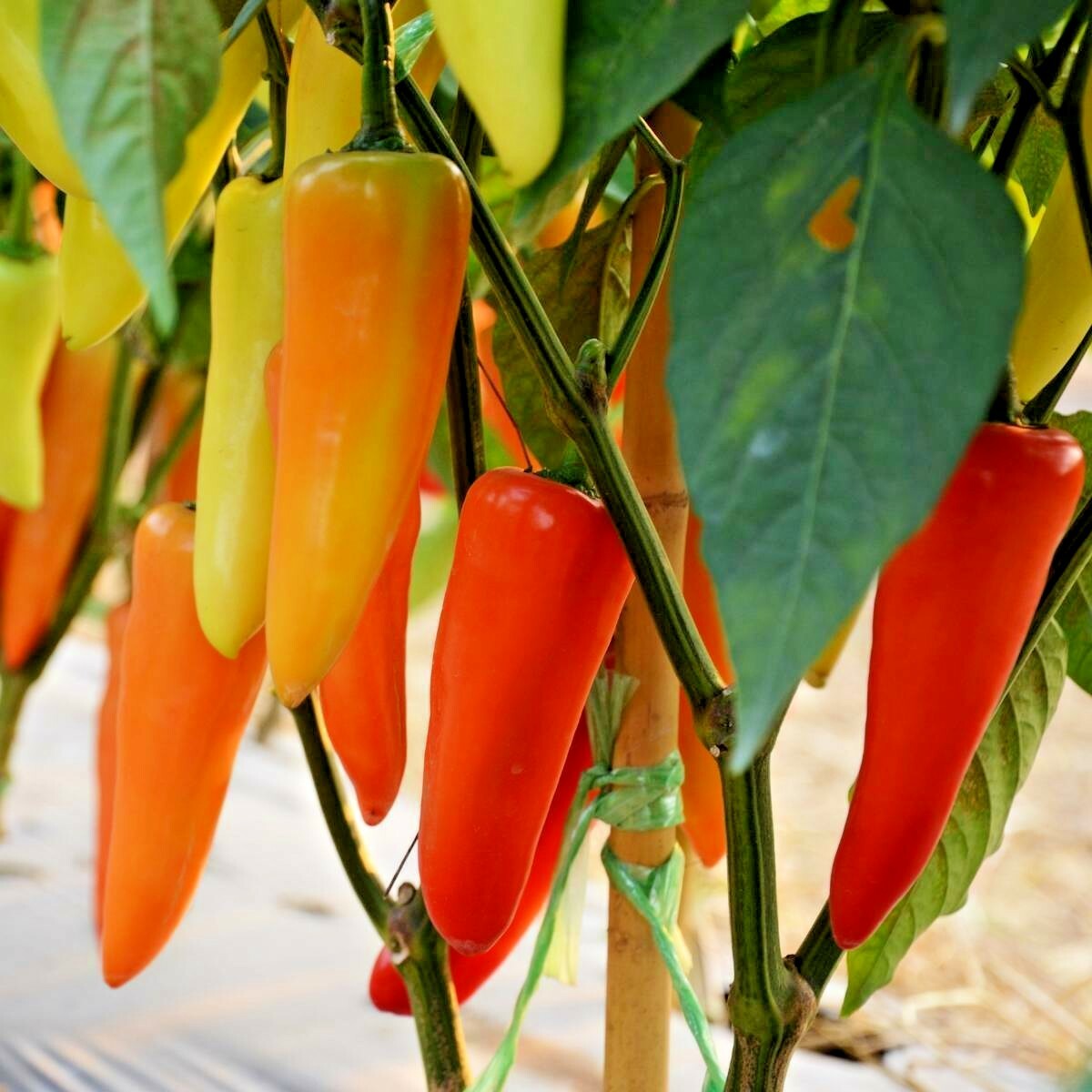 101+HUNGARIAN Sweet Wax PEPPER Seeds Organic Vegetable Garden Container Banana
