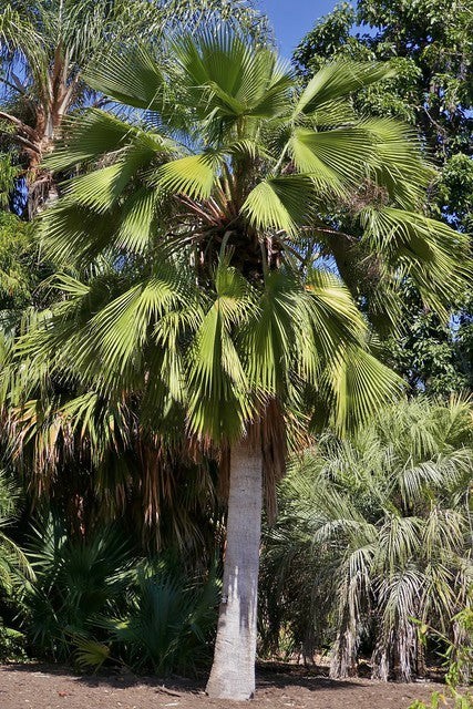 Brahea edulis | Guadalupe Palm | 5_Seeds