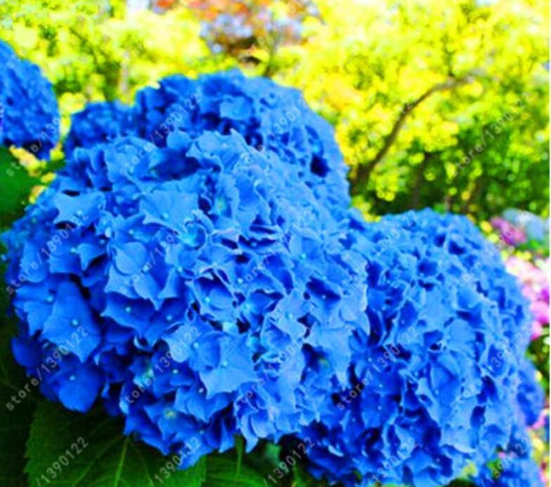 10 EXOTIC RARE HYDRANGEA SEEDS for garden flower beds plant bush USA SELLER USPS
