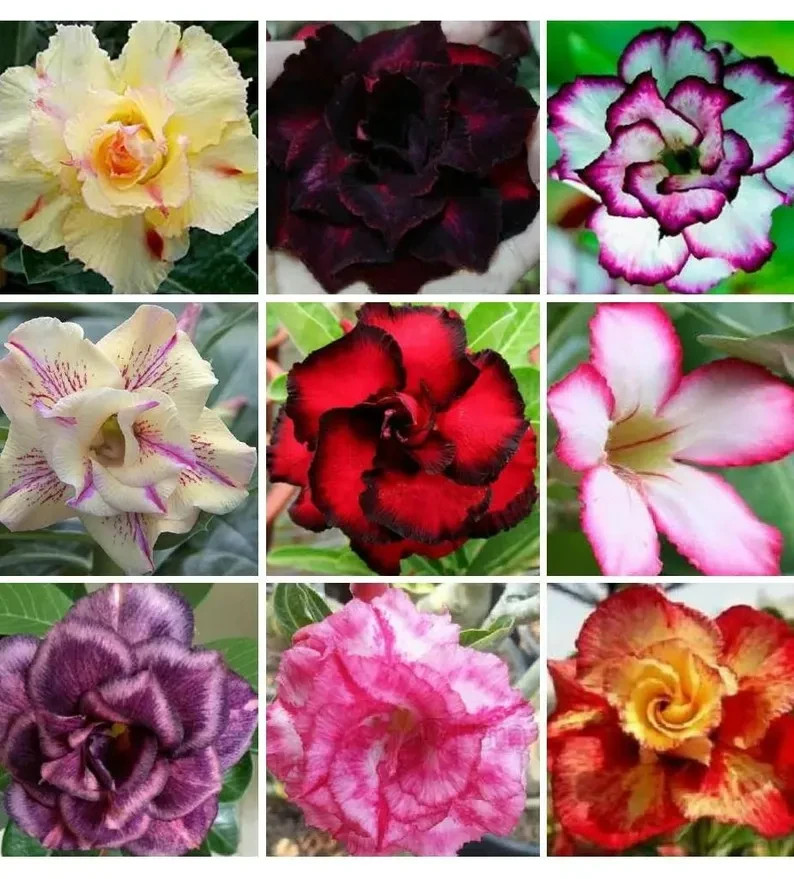 100 Mixed Color Adenium Obesum Seeds – Vibrant Desert Rose Bonsai Flower