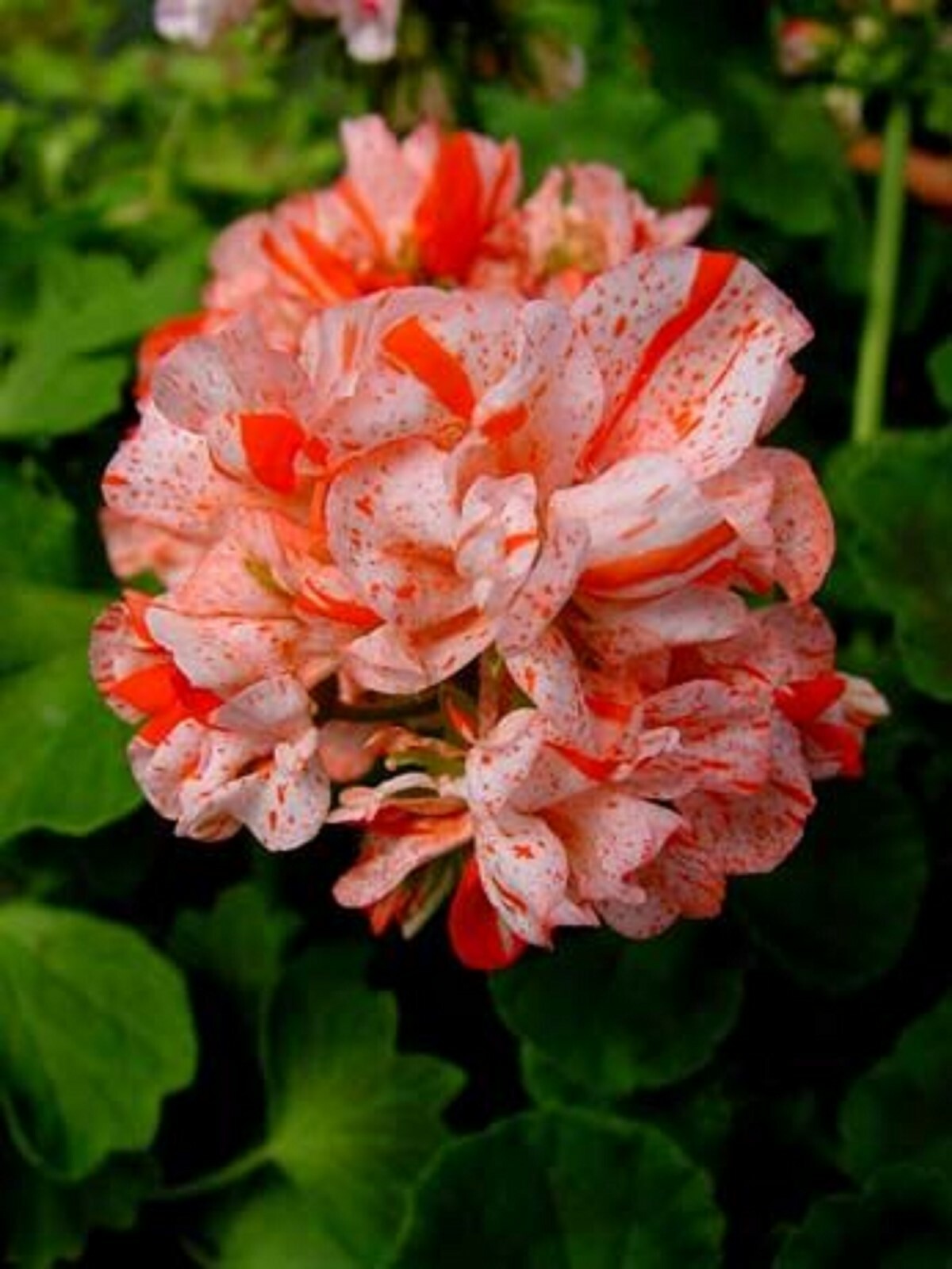 10 Orange White Geranium Seeds Perennial Flower Seed Flowers Bloom 248 US SELLER