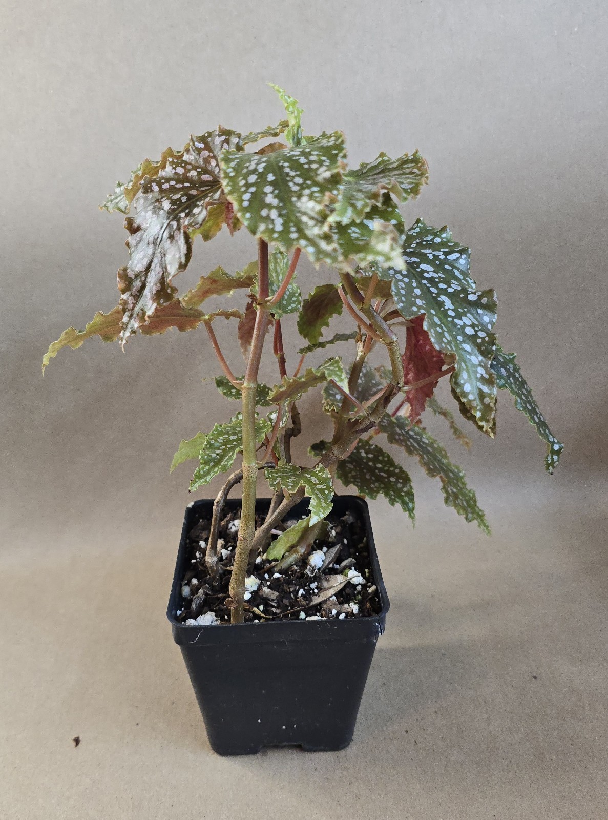 Begonia Peanut Brittle