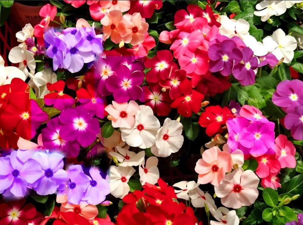 100PCS Mixed Vinca Minor Seeds Periwinkle Home Garden Seeds Heirloom Flower Seed
