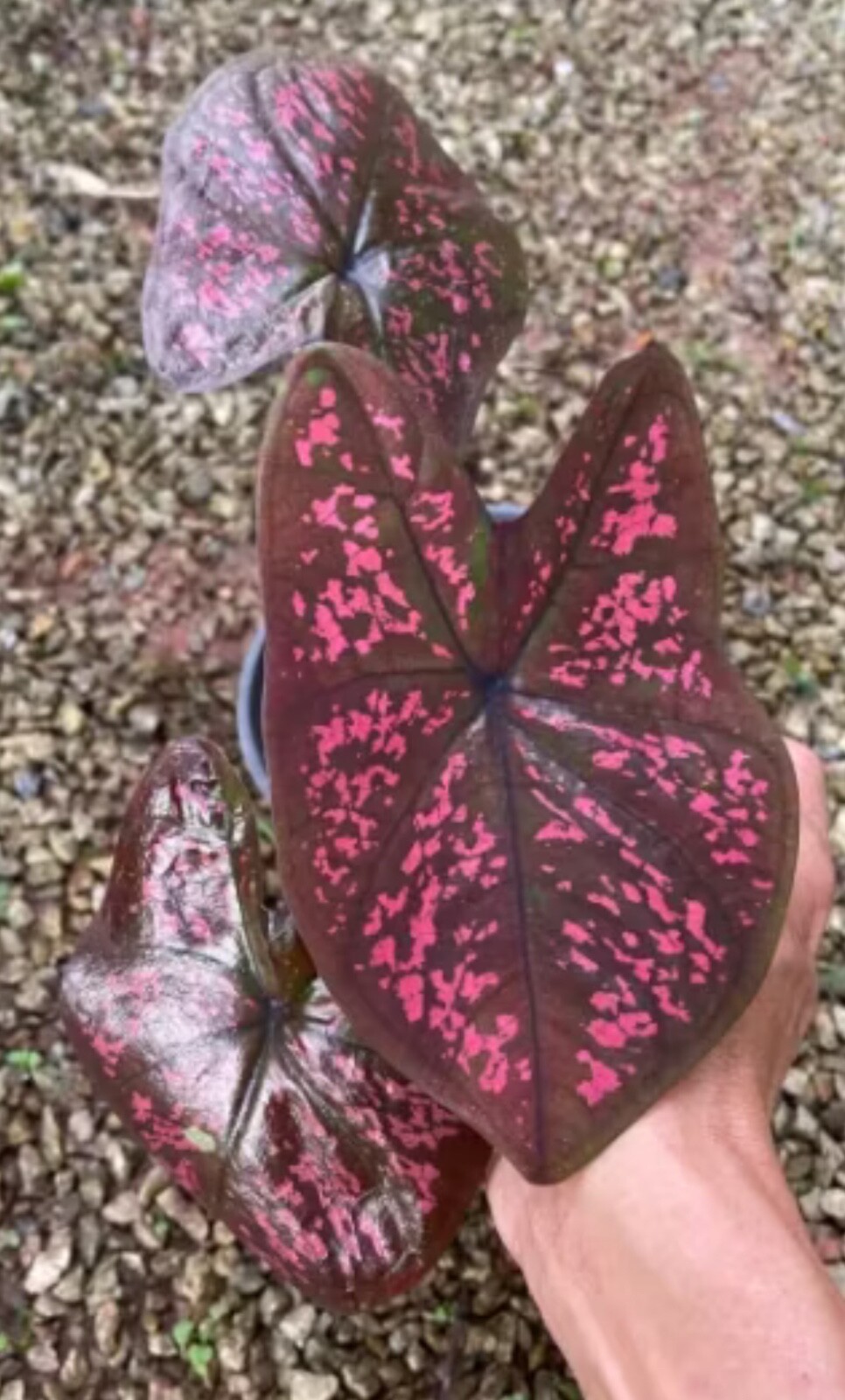 AUTHENTIC Caladium Darth Maul 1 bulbs