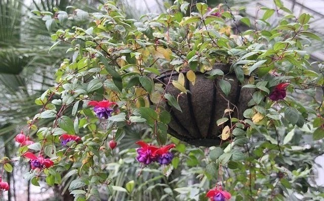Mix 50pcs/bag Fuchsia Seeds Potted Flowers seeds,bonsai seeds.#6445