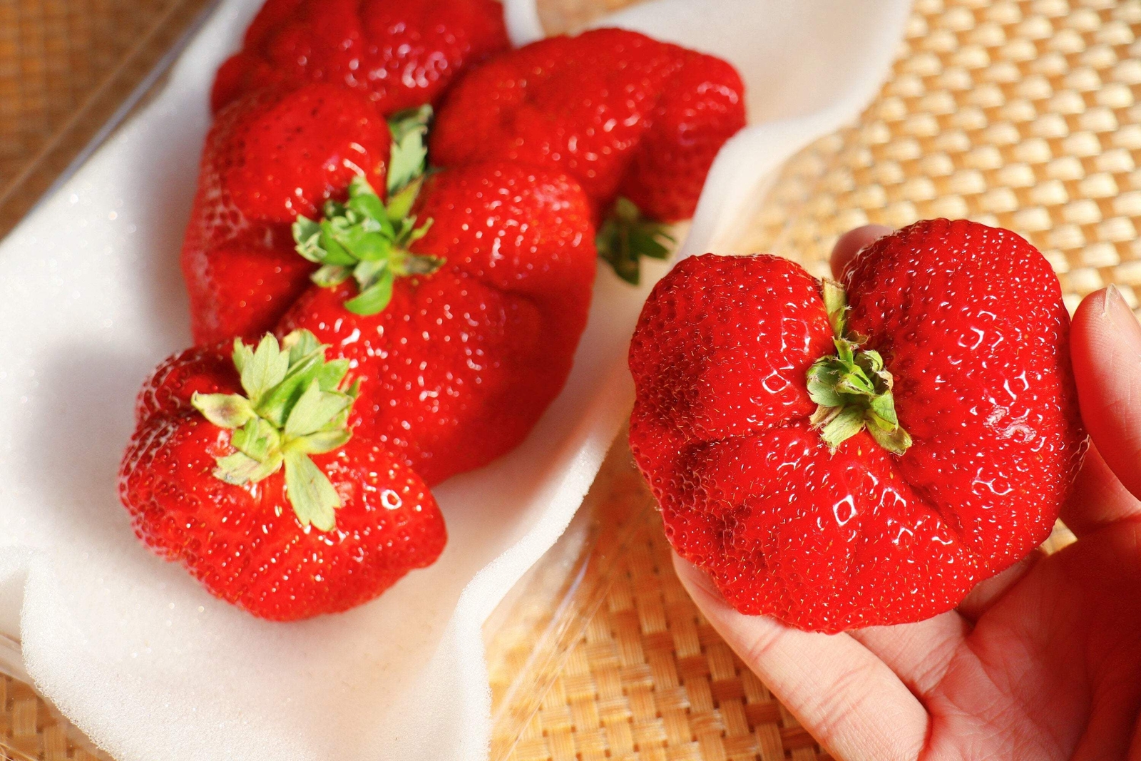 15 GIANT STRAWBERRY Fragaria JuneBearing Huge Red Berry Fruit White Flower Seeds