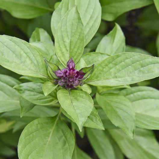Herb BASIL SIAM QUEEN Edible Culinary Thai Basil Asian Non-GMO 250 Seeds!