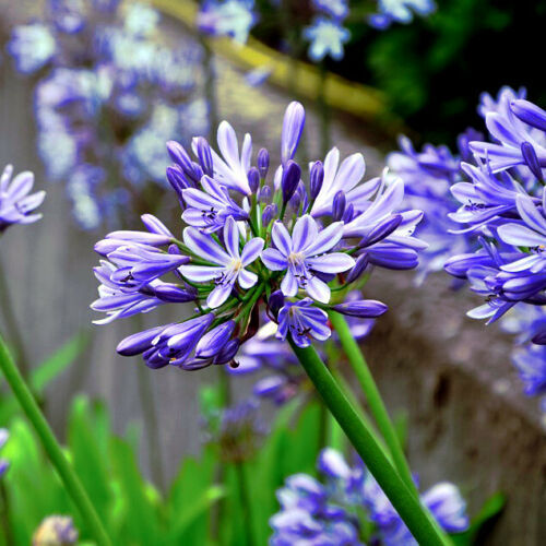 25 Dwarf Blue Lily of The Nile Flower Seeds Agapanthus “Peter Pan” House Plant
