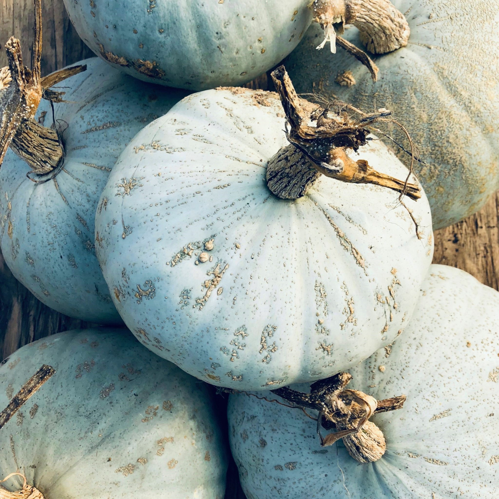 Sweet Meat Winter Squash Seeds | Blue Kuri Kabocha Jarrahdale Kabocha Seed 2024