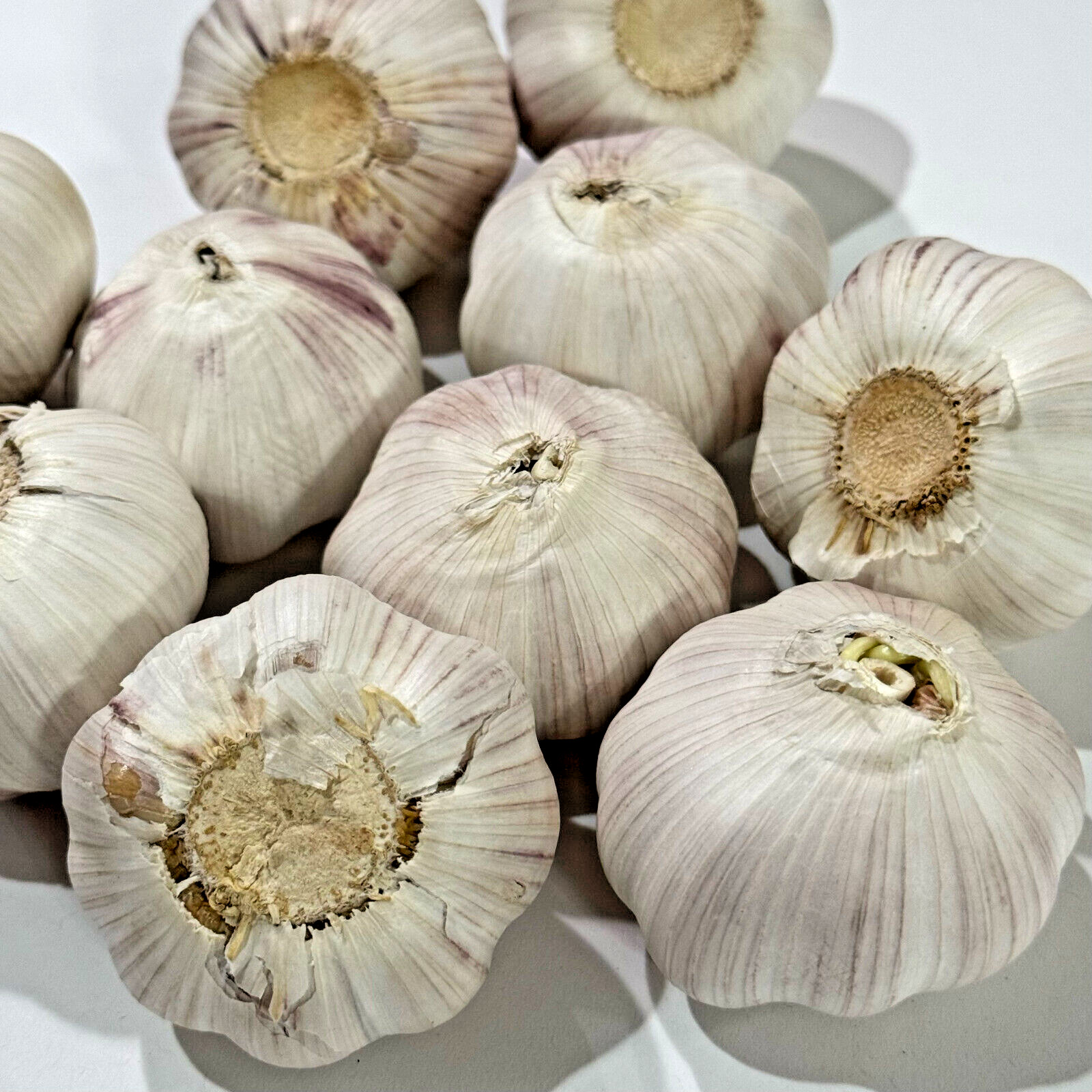 Heirloom Hardneck Music Seed GARLIC 1/2 – 10lbs Fresh Organic Bulbs – Plant/Cook