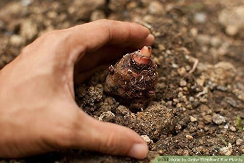 5 Taro Bulbs: Green Elephant Ear Plants. Colocasia Esculenta, Cocoyam Bulbs
