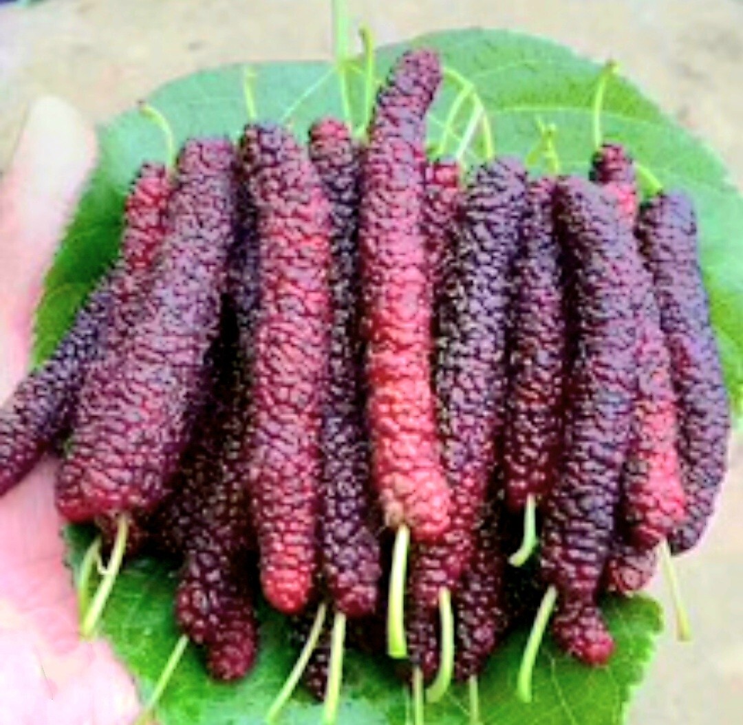 200 Pakistan Mulberry Fruit Tree Seeds Popular Variety Rare Morus Dense fruit