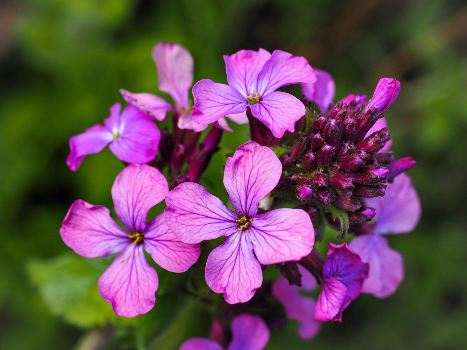100 LUNARIA Biennis ( MONEY PLANT / Silver Dollar / Honesty ) Flower Seeds