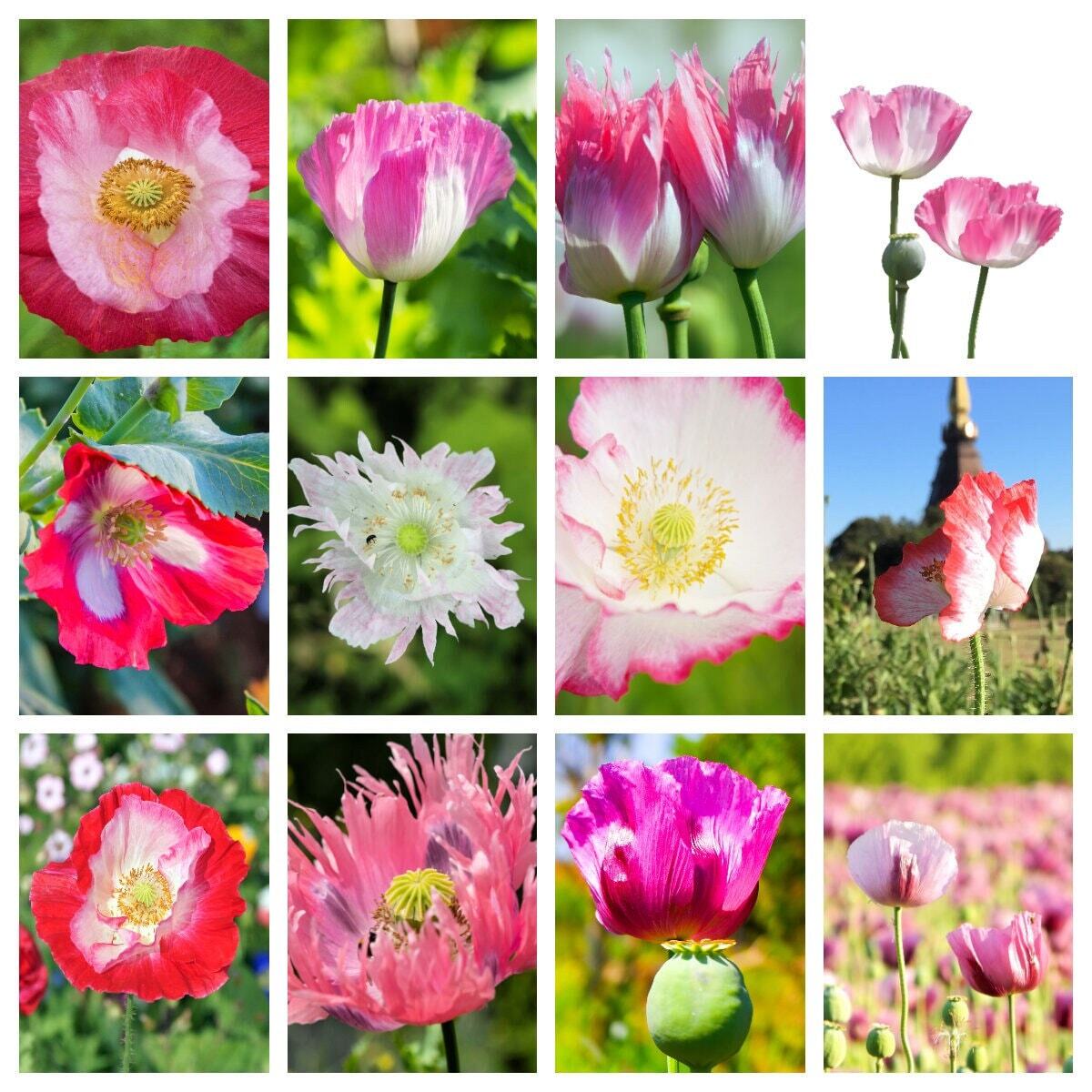 200 AFGHAN RESELECTED Blue POPPY Mixed Colors Papaver Pink Purple Flower Seeds