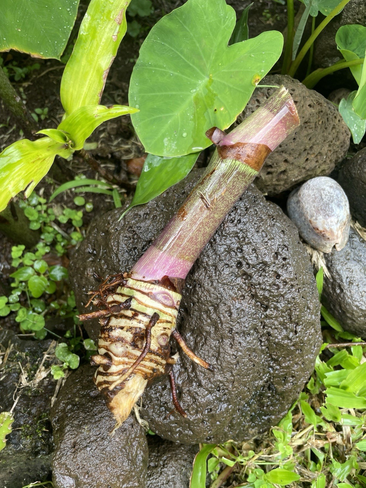 3 BLUE GINGER RHIZOME HAWAII GROWN Dichorisandra Thyrsiflora Root Triple Large