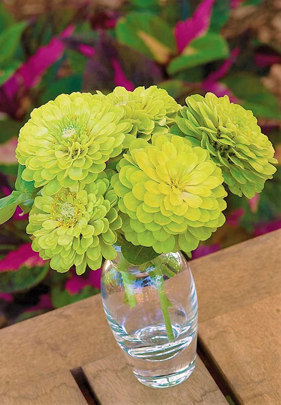 Envy Lime Green Zinnia Seeds | Double Blooms Cut and Come Again Flower Seed 2024