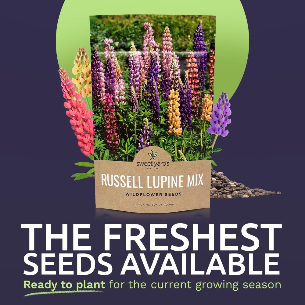 Russell Lupine Seeds – Bulk Quarter Pound Bag – Over 5,000 Open Pollinated No…