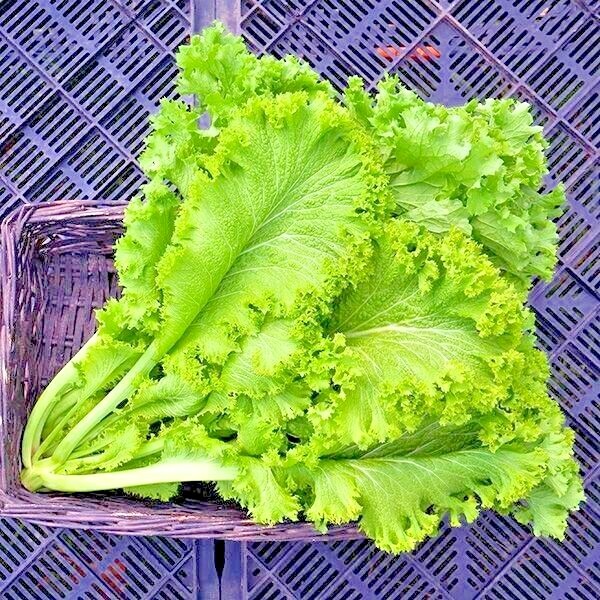 601+GIANT CURLED MUSTARD Seeds Heirloom Vegetable Garden Container Greens Easy