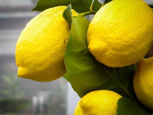 Meyer Lemon Seeds Citrus Garden Fruit Tree, seeds 5,7, 12,20,30+ & free shipping
