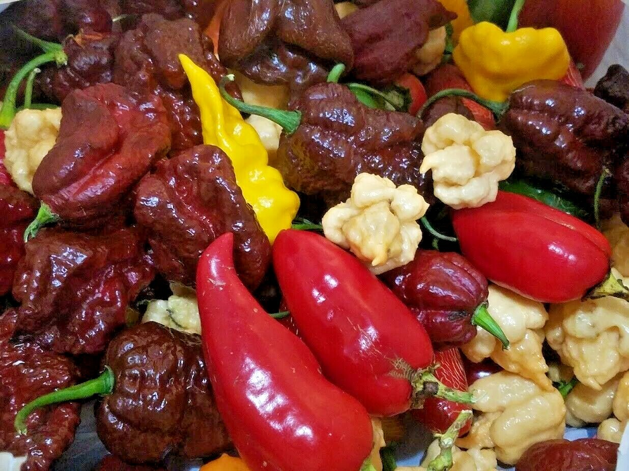 Heirloom Pepper Seeds – Many Unusual Varieties – One Shipping Charge