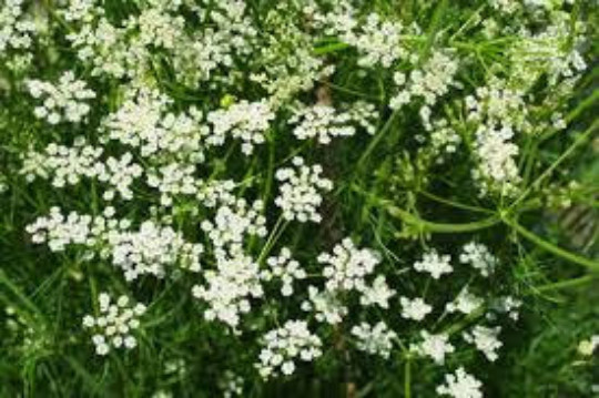 CUMIN SEEDS, 100 Seeds, Cuminum cyminum, Organic Seeds, Culinary Herb
