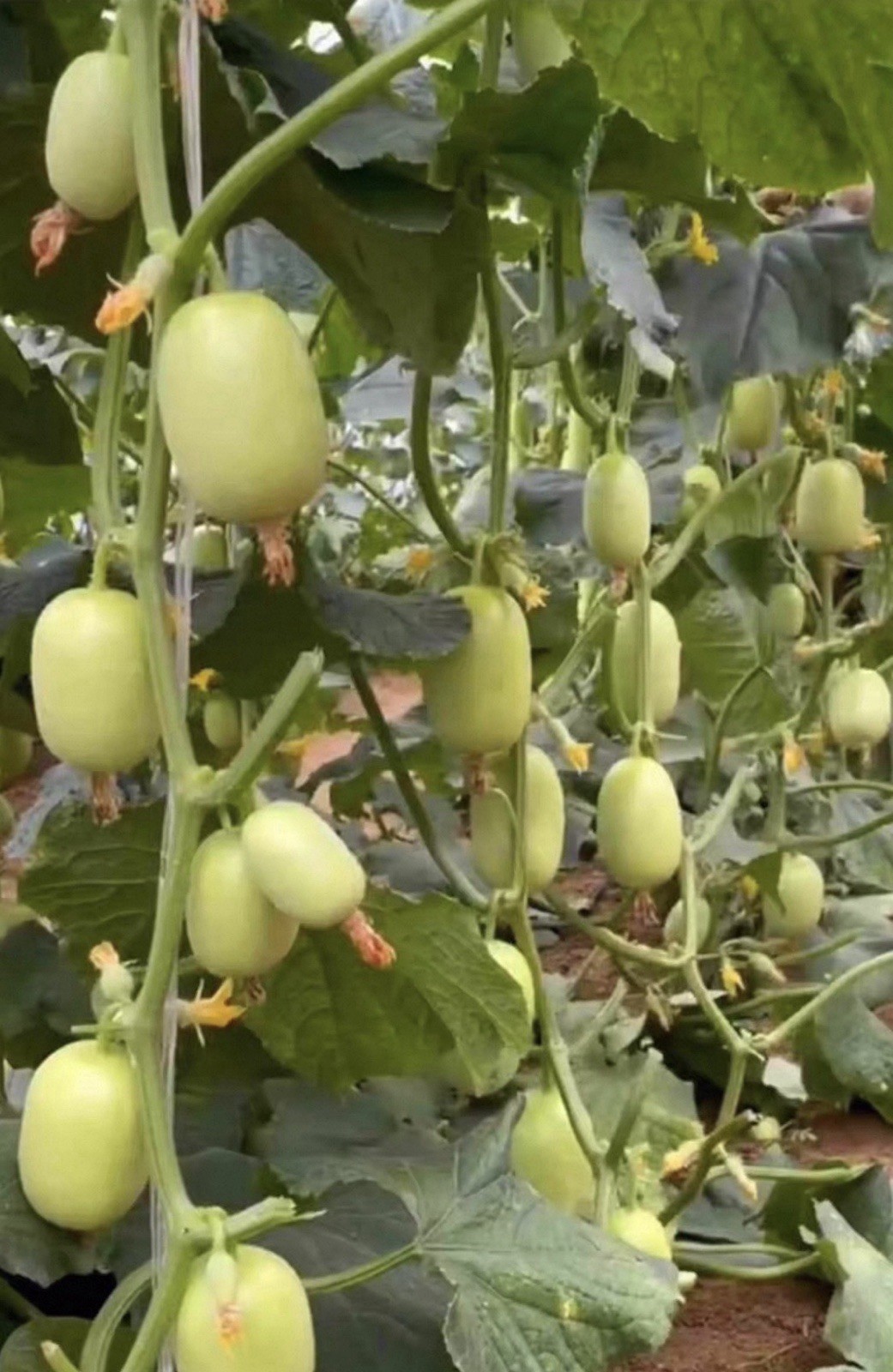 15CT F1 Mini Fruit Cucumber White Seeds Harvested In 2025. 15粒杂交玉女小水果黄瓜种子产于2025年