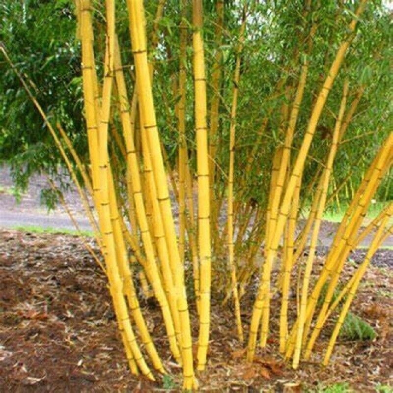 50 Jin Xiang Yu Bamboo Seeds Privacy Climbing Garden Clumping Shade Screen 780