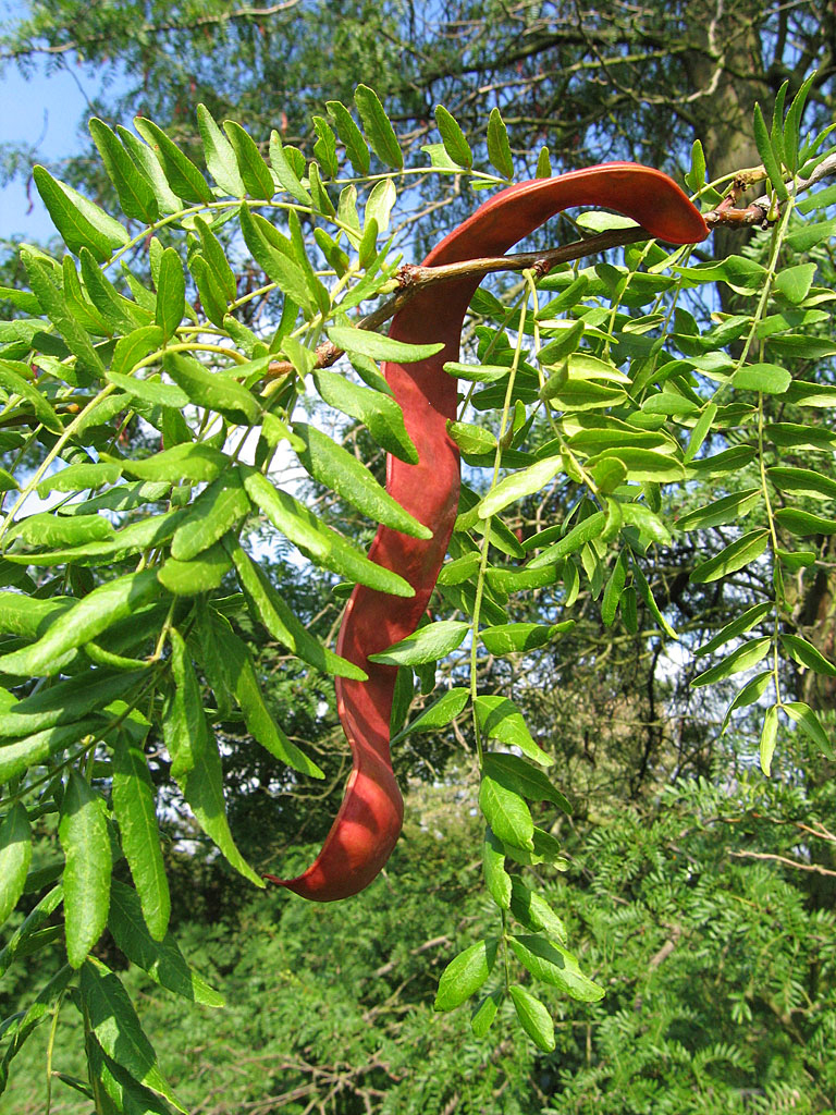 Honeylocust, Gleditsia triacanthos inermis, Tree Seeds (Fast, Hardy,)
