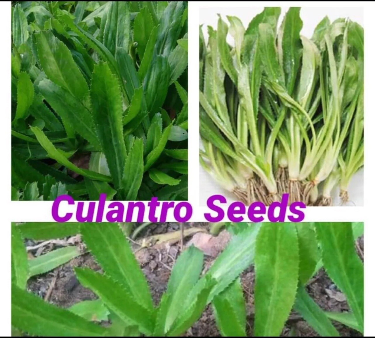 500+ SEEDS Culantro Ngo Gai | Recao | Mexican Coriander | NON-GMO