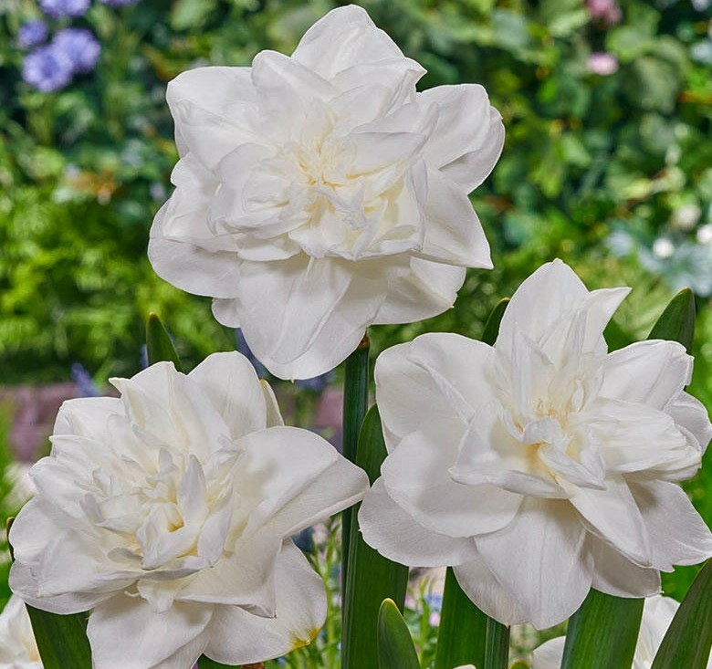 GIANT FLOWERING SNOWDROPS-GALANTHUS Flower Bulb Pretty Flowers, Check Our Store