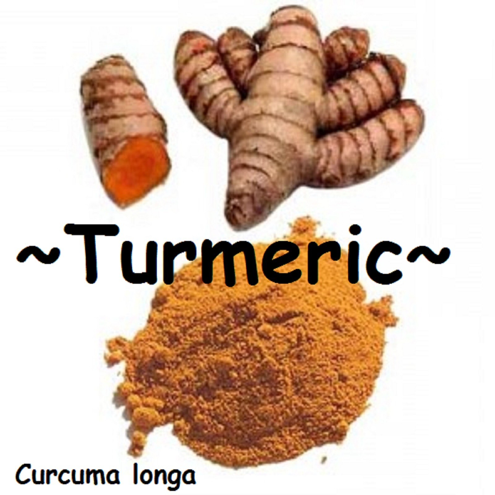 3 Fresh ~TURMERIC~ SPICE Turmeric Roots Curcuma Longa Ready To Plant or eat