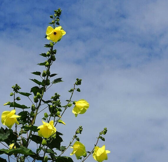 Hibiscus cannabinus Yellow | Kenaf | Brown Indianhemp | 10_Seeds