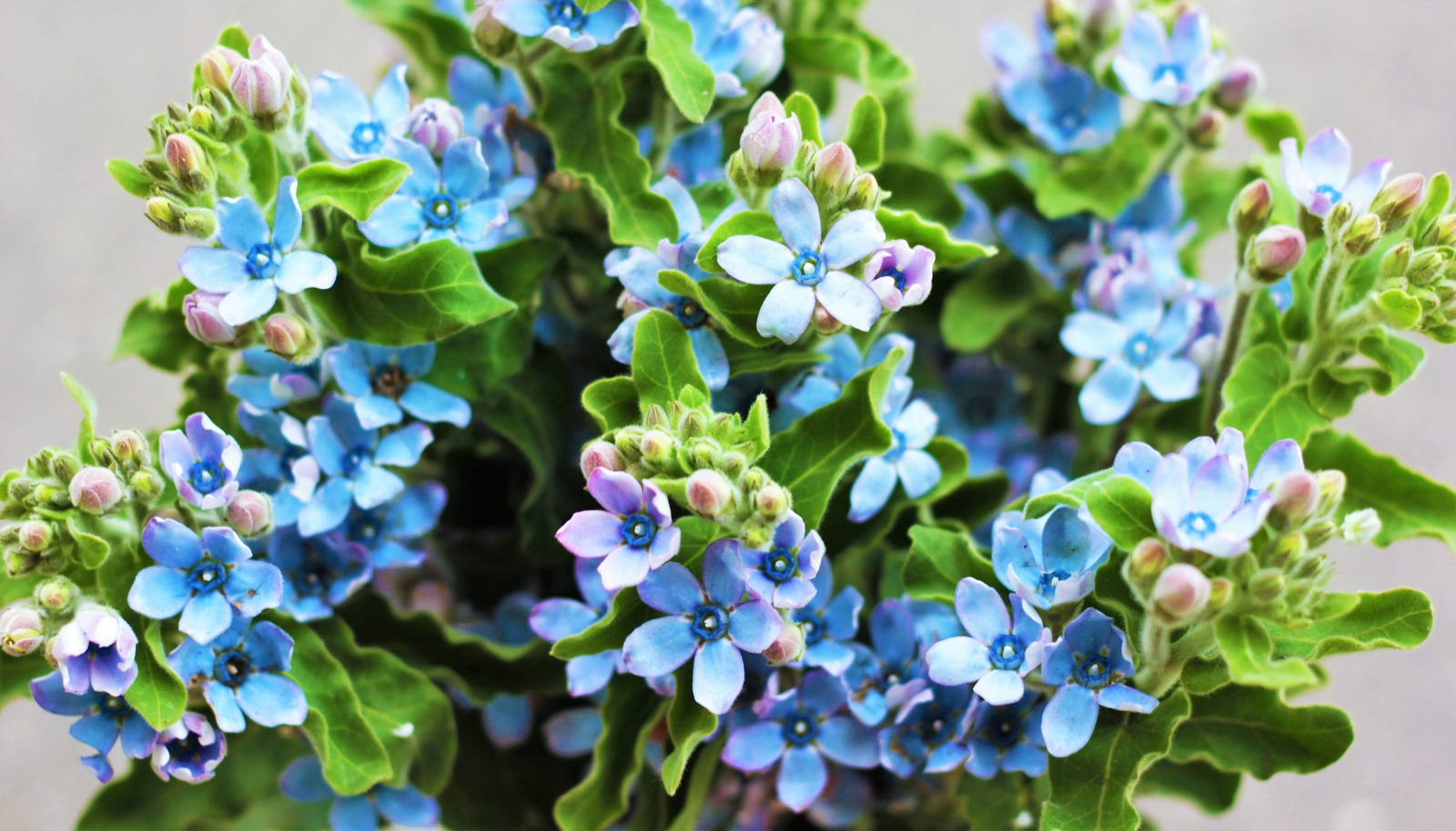 10 TWEEDIA BLUE MILKWEED Southern Star Caerulea Oxypetalum Flower Vine Seeds