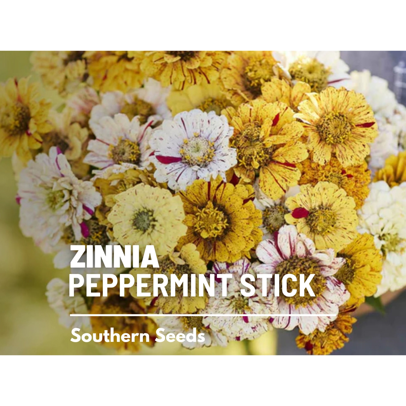 Zinnia, Peppermint Stick – 100 Seeds – Candy-Striped (Zinnia Elegans)