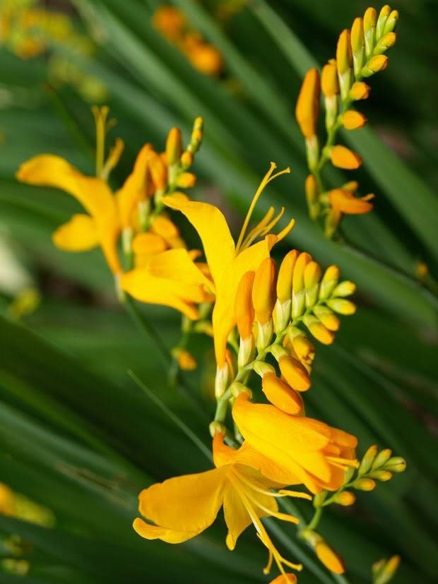 (1) George Davidson Crocosmia, Yellow Flowering Perenial, Bulb