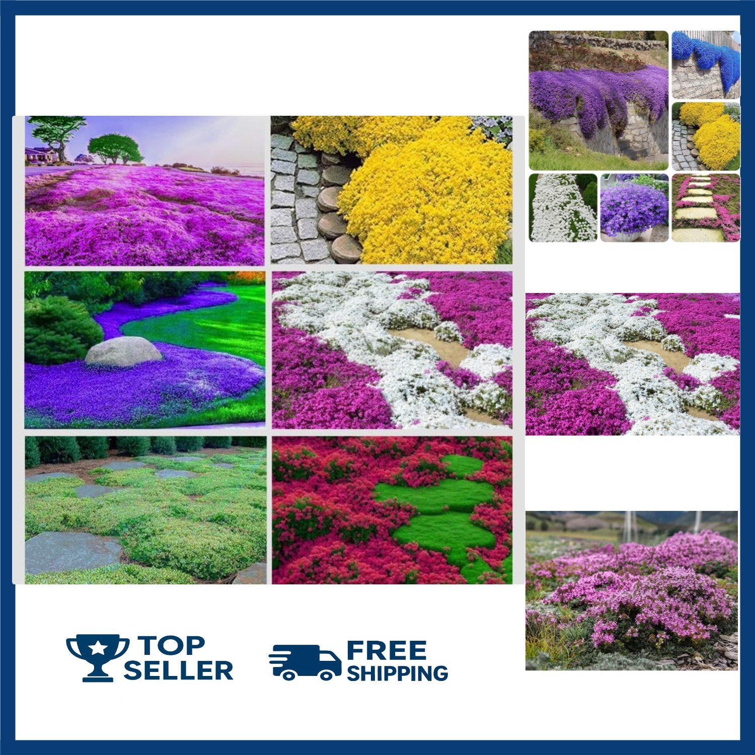 3000+ Mix Creeping Thyme Seeds Wild Creeping Thyme Seeds for Planting