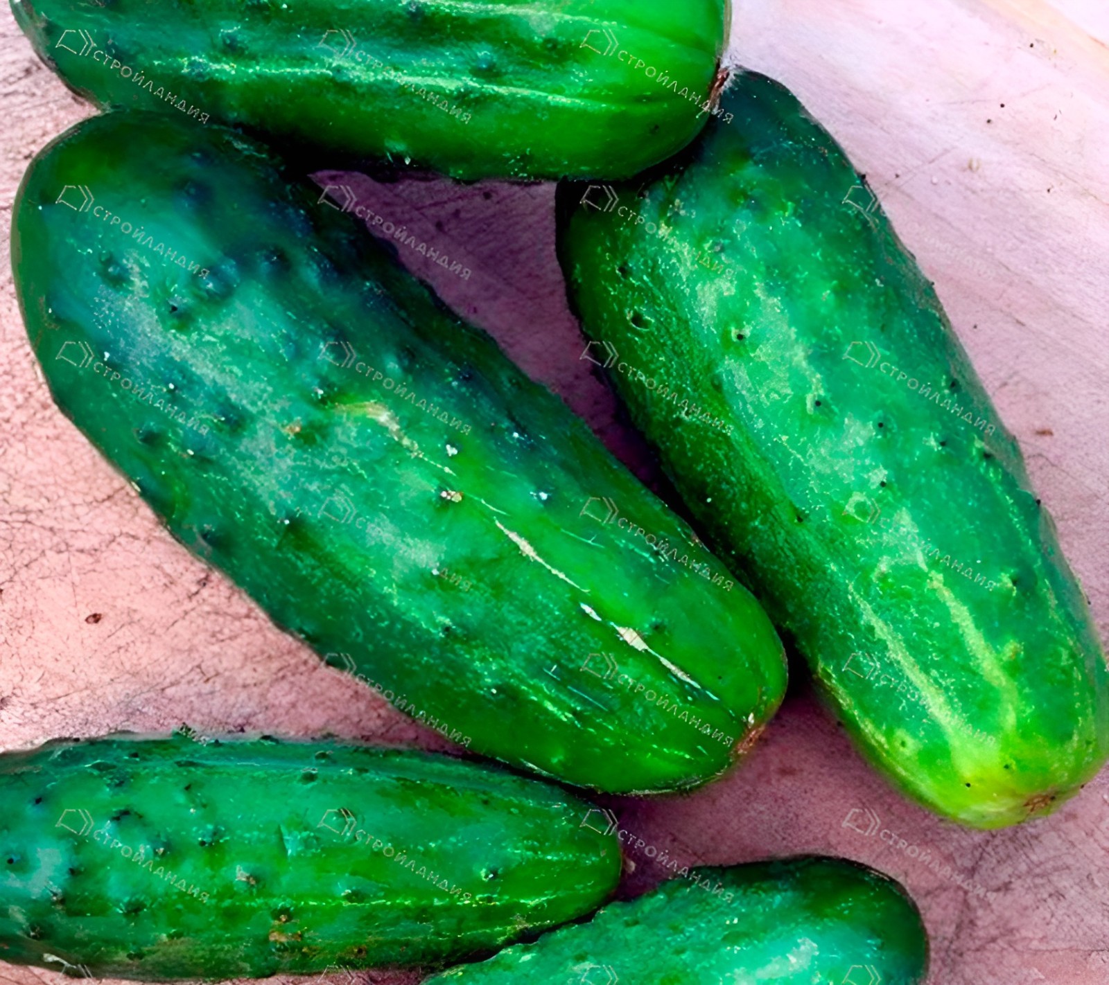 40 Heirloom National Pickling Cucumber Seeds – Non Bitter Super Crisp – Organic