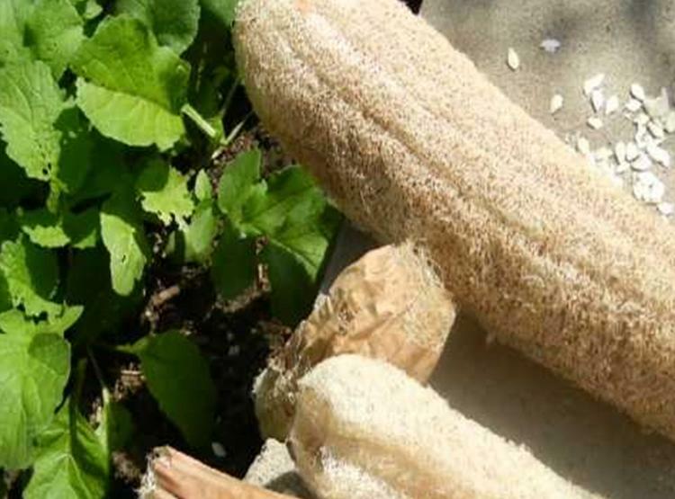 Luffa Long Gourd Seed HEIRLOOM-NON-GMO, 20 Fresh Seeds for Your Garden