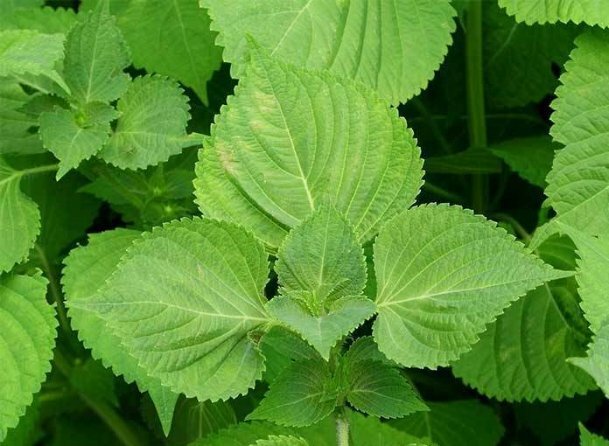 Shiso Herb Seeds (Korean Perilla) – Green – HEIRLOOM