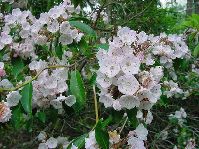 Mountain Laurel Shrub, Kalmia Latifolia, Seeds (Showy Evergreen)