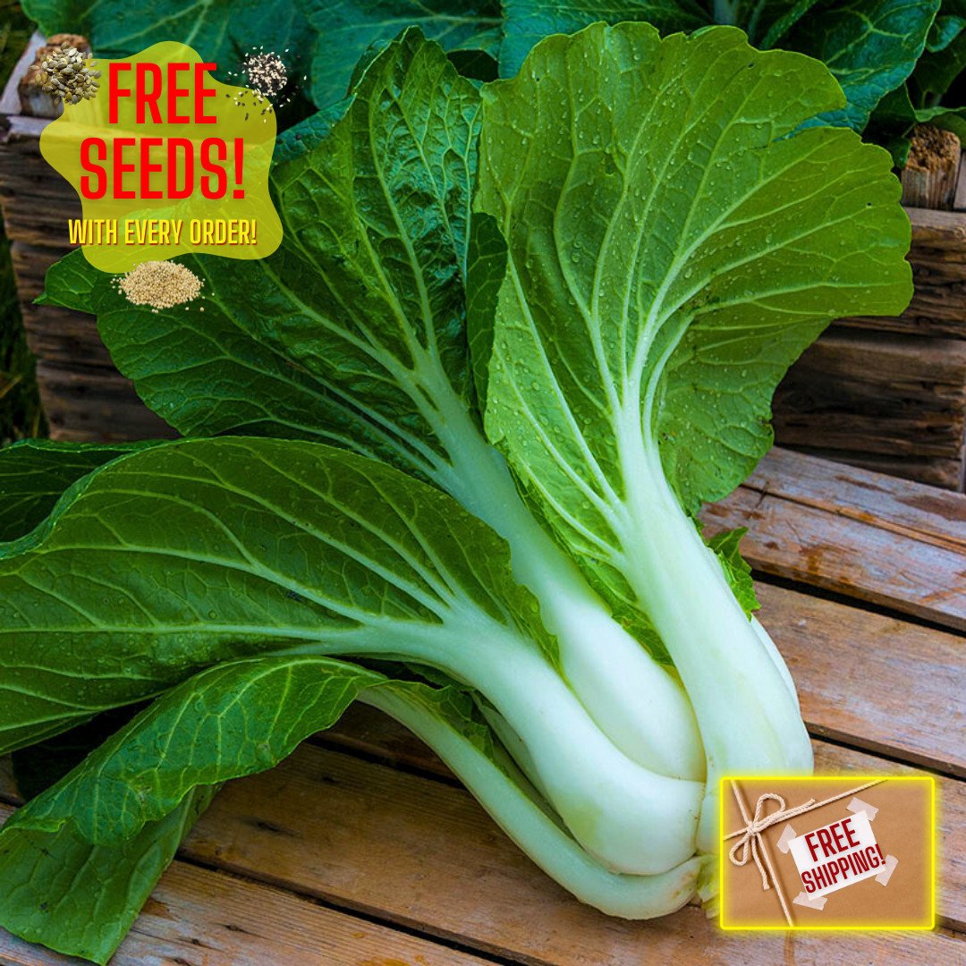 Fresh Canton Pak Choi Bak Choi Seeds | Heirloom Non-GMO | Asian Vegetable Seeds