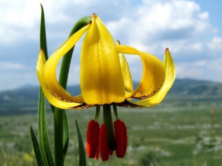 Lilium pyenaicum carniolicum bosniacum | Bosnian Lily | 10_Seeds