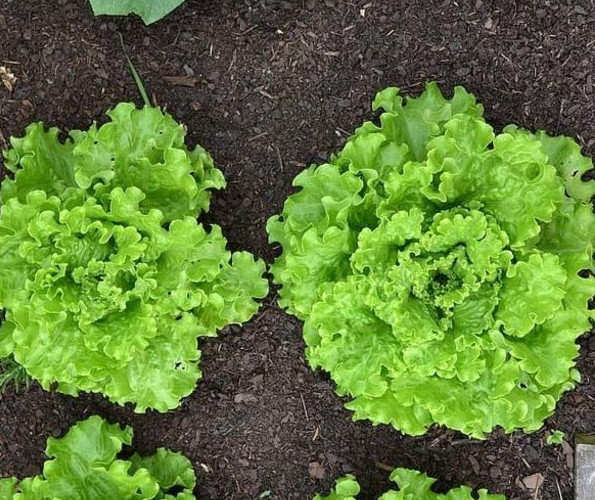 2g Fresh | NON-GMO | Grand Rapids Leaf Premium Lettuce Seeds-B 39