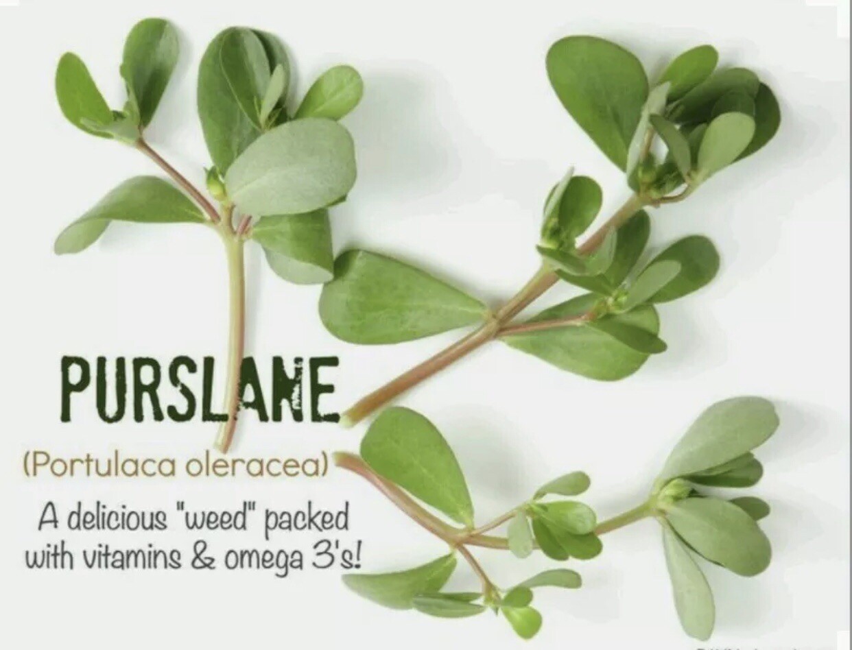 300+ Purslane Seeds-Organic-Non GMO- Portulaca oleracea