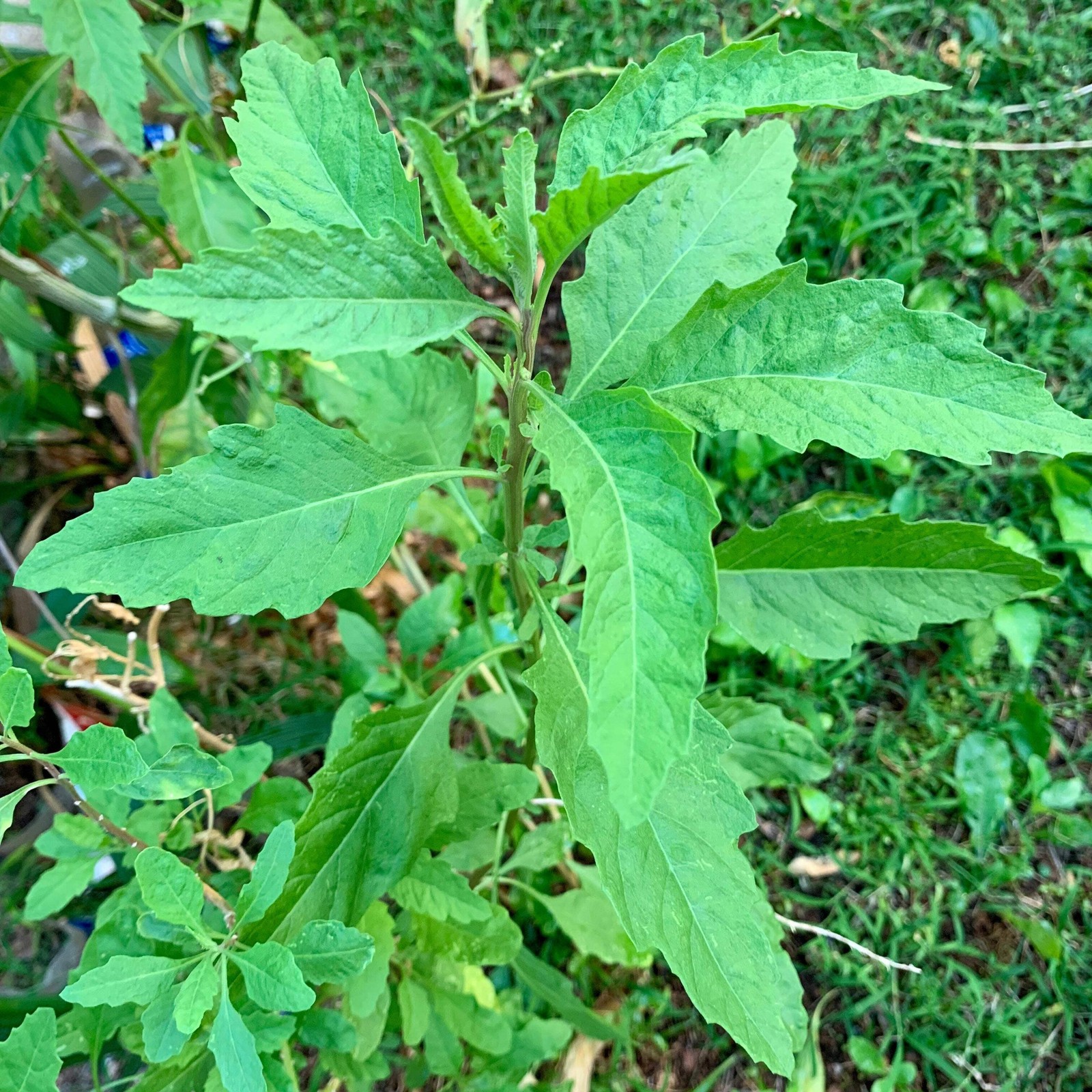 Epazote Seeds, Mexican Tea (Dysphania ambrosioides) ~Culinary Herb Garden