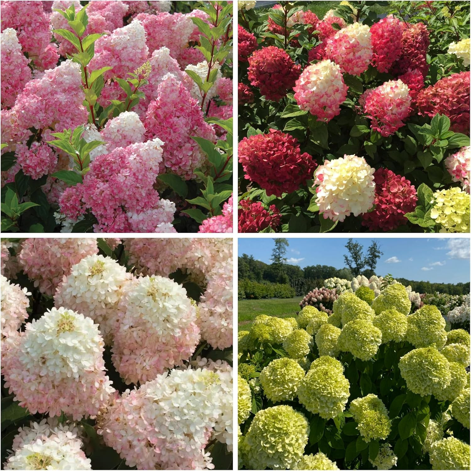 250+ Mixed Panicle Hydrangea Seeds for Planting Flowers Bush Plants Non-GMO H…