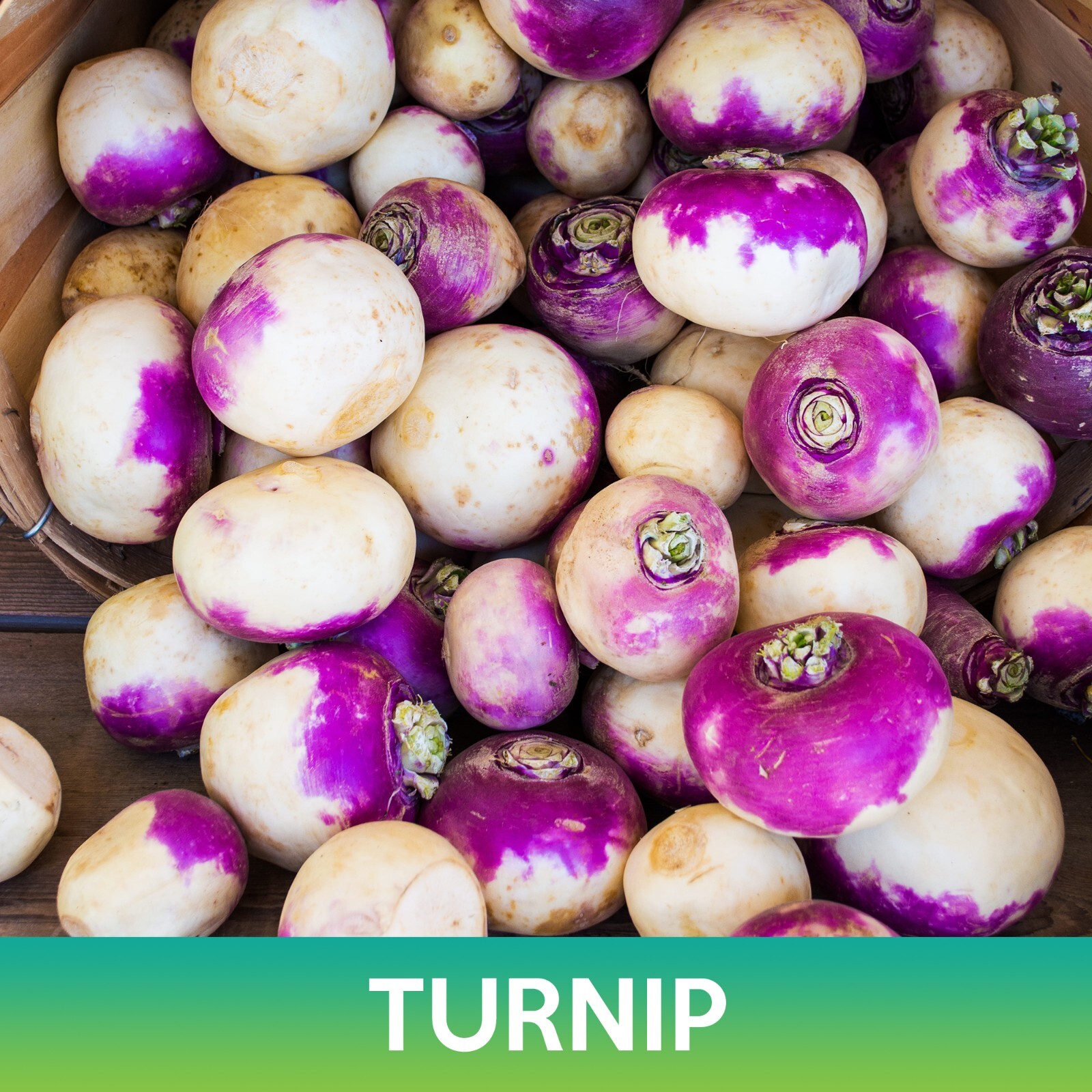 Turnip Seeds, Purple Top White Globe Turnip, Brassica rapa