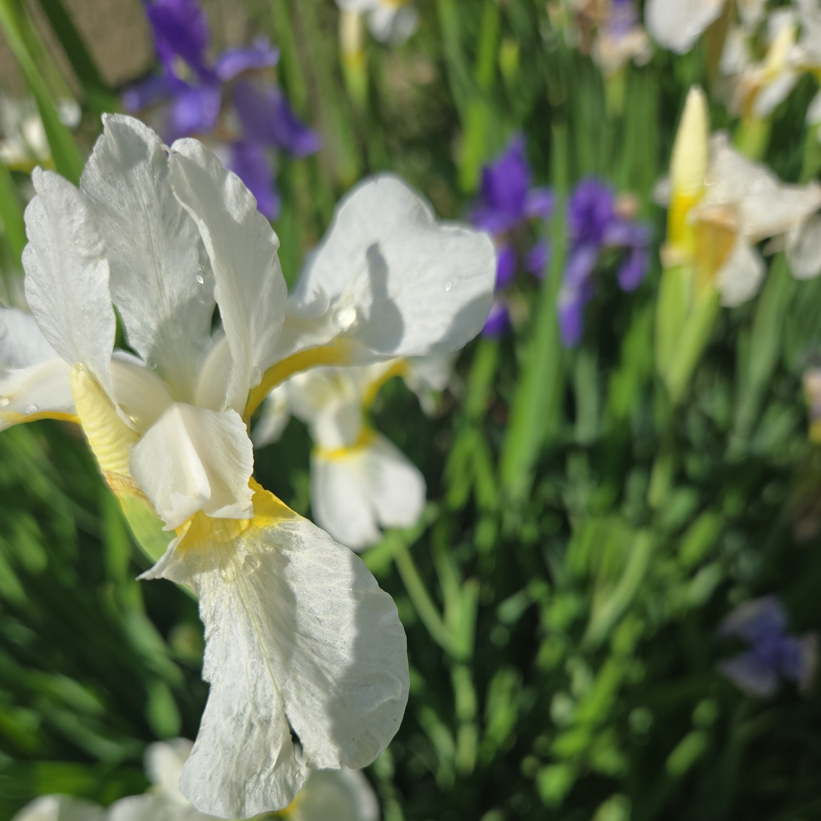 50+ Iris sibirica Siberian Iris Seeds – Purple and White Flowers Easy Perennial